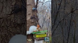 Продолжаю кормить Омских белок орехами из Сукко. Ждём лыжный сезон в Шерегеш чтобы ехать в "Хай, Геш