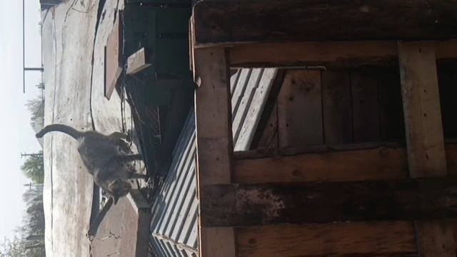 Котики. Cats