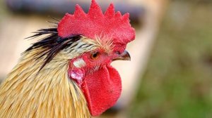 7415670-hd_1920_1080_24fps