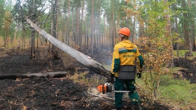 Сбережение лесных ресурсов России