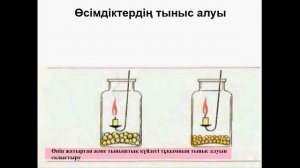 Өсімдіктердің тыныс алуы