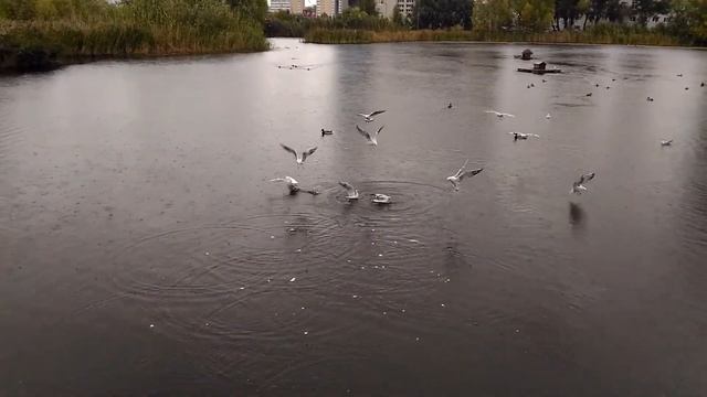 Джаз на озере Харовом в Казани. Чайки и утки