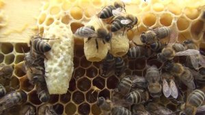 Дальневосточная пчела. Роевые маточники.