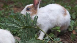 4821658-hd_1920_1080_24fps