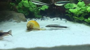 Сиамские водорослиеды