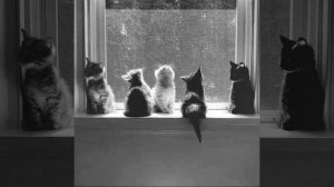 масло чёрного тмина + abstract rap + овсянкин type beat