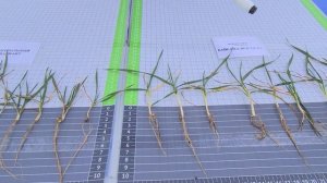 Каждый агроном желает знать…как работает Байсайд®