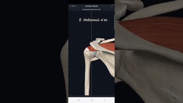 Ротаторна манжета плеча. Анатомія у 3D.
