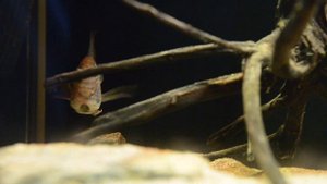 Satanoperca Leucosticta mouth brooding eggs