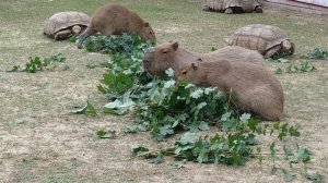 5013307-hd_1920_1080_30fps