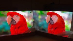 Сравниваем телевизор Xiaomi Mi TV 6 65” Extreme Edition QLED и Mi TV ES Pro 65 LED 2022