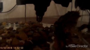 Аквариумистиика: мраморный рак с икрой!!!