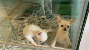 5337676-hd_1920_1080_30fps