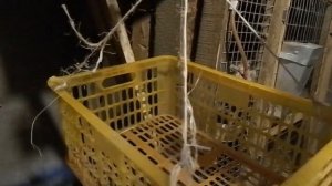 Кокцидиоз у кроликов, профилактика ЛПХ