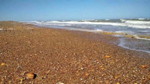 Морская черепаха // Каспийское море