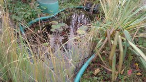 Пруд и дела по дому