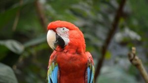 4984820-hd_1920_1080_30fps