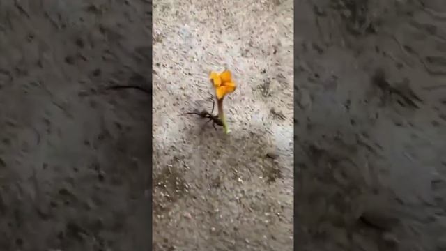 романтичный таракан! Смешное видео! 😆😅😂🤣
