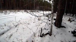 Охота на косулю// загонная охота//Roe Deer Hunting