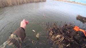 РЫБАЛКА В КАМЫШАХ НА ПОПЛАВОК С МОРМЫШКАМИ. КРУПНЫЙ КАРАСЬ, КРАСНОПËРКА, САЗАН И ДАЖЕ ЩУКА!