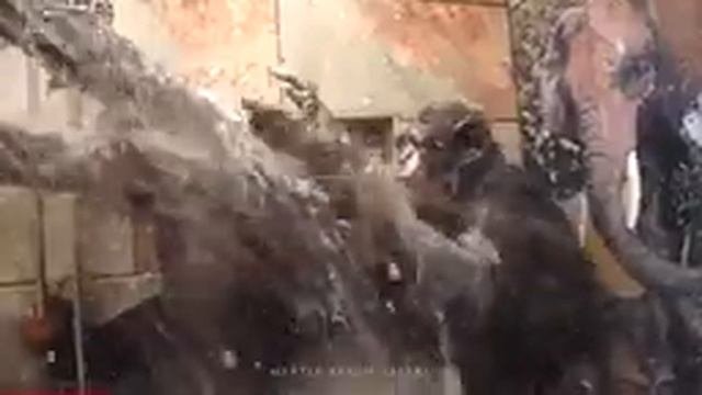 обезьяны моются