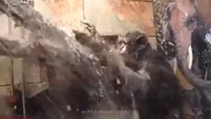 обезьяны моются