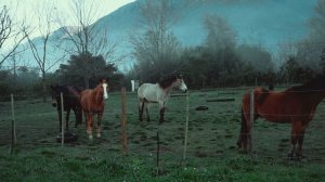 5206820-hd_1920_1080_25fps