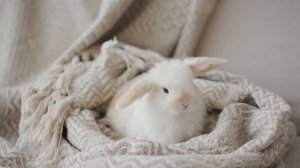 6949313-hd_1920_1080_25fps