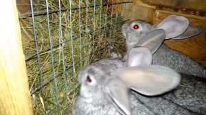 Бизнес на кроликах, доход от одной крольчихи за год