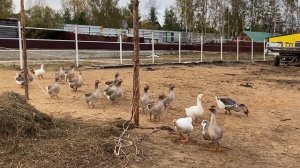 ГУСИ ВЫШЛИ НА ПРОМЕНАД