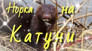 Норка на Катуни