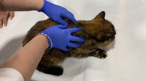 Как успокоить кошку?