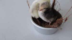 5713797-hd_1920_1080_25fps