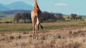 5220279-hd_1920_1080_25fps