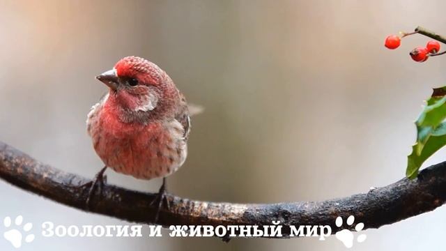 Птичка