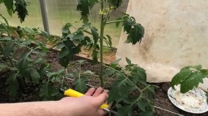 УДАЛЕНИЕ ЛИСТВЫ ТОМАТА (первый месяц после высадки) | Вегетация томатов на Вятке '20 #3 от 28 мая