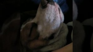 Бигль храпит, устал. #бигльхрапит #собака #приколы