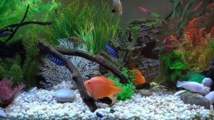 Real aquarium in 4K only water sounds 🐠 Cichlids 🍀 3 hours