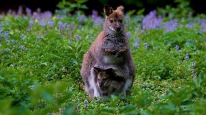 8206802-uhd_3840_2160_25fps