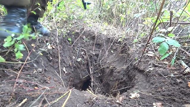 Охота на барсука с собакой // Badger hunting with a dog