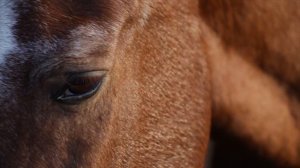 855566-hd_1920_1080_24fps