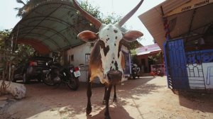 4440810-hd_1920_1080_25fps