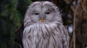 16346351-uhd_3840_2160_30fps