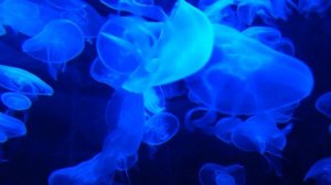 856882-hd_1920_1080_24fps