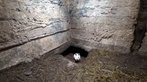 Шахтерики Калифорния // Содержание кроликов в яме // Rabbits live in a pit