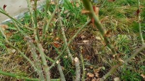 Обрезка розы "Юбилей принца Монако" флорибунда