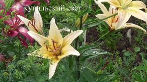 ЛИЛИИ ОТЕЧЕСТВЕННЫЕ -сорта Отрошко А.В. часть 2