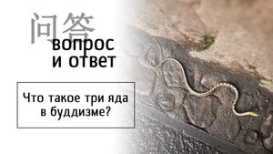 Что такое три яда в буддизме?
