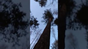 18 апреля 2020 г. Подкрался к глухарю