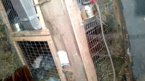 Ниппельные поилки. Кролики не пьют из ниппельной поилки